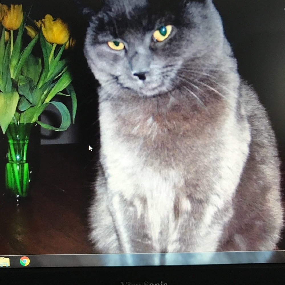 Meet your Posher, Bo